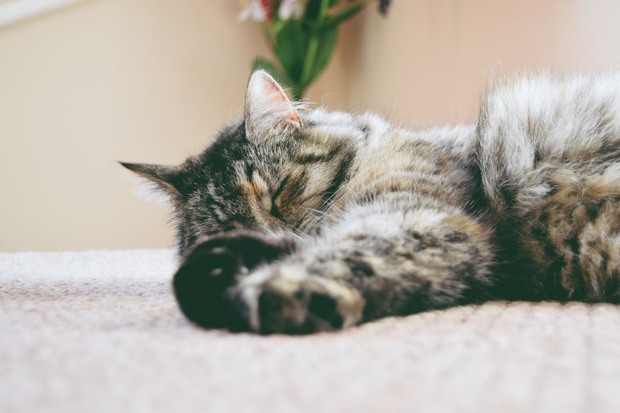 cat nap image